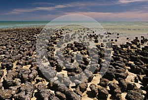 Stromatolite